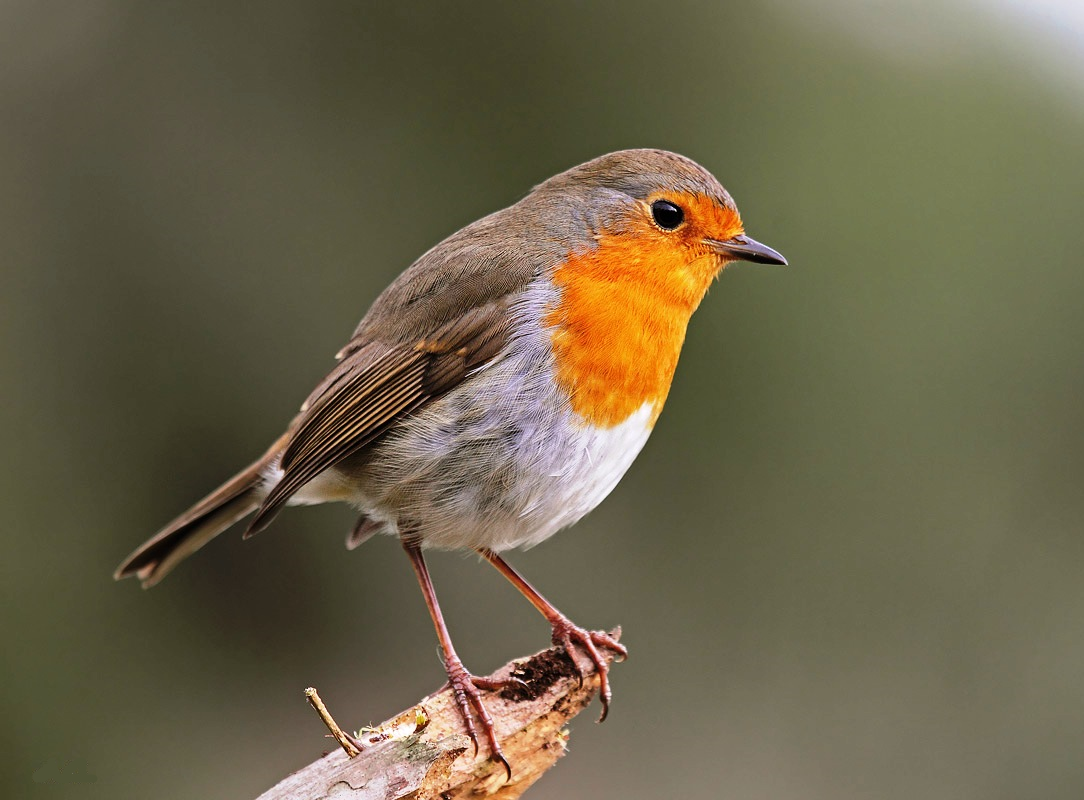 robin.png (1084×800)